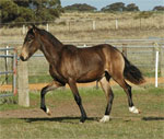 Peruvian Paso | Horse | Horse Breeds