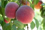 Victoria | Peach Species 