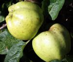 Calville Blanc | Apple Species 