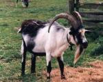 Peacock Goat Goat | Goat | Goat Breeds