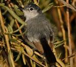 Black-tailed Gnatcatcher - Bird Species | Frinvelis jishebi | ფრინველის ჯიშები