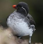Parakeet Auklet - Bird Species | Frinvelis jishebi | ფრინველის ჯიშები