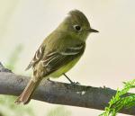 Cordilleran Flycatcher - Bird Species | Frinvelis jishebi | ფრინველის ჯიშები
