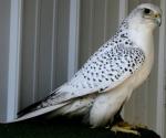 Gyrfalcon - Bird Species | Frinvelis jishebi | ფრინველის ჯიშები