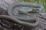 NORTH AMERICAN RACER  Coluber constrictor | Snake Species