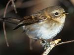 Hawaii Elepaio - Bird Species | Frinvelis jishebi | ფრინველის ჯიშები