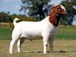 Boer Goat - Goats Breeds | txis jishebi | თხის ჯიშები