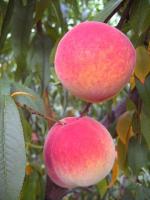 Encore - Peach Species | ATMIS JISHEBI | ატმის ჯიშები