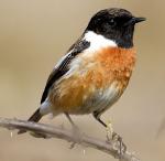 Stonechat - Bird Species | Frinvelis jishebi | ფრინველის ჯიშები