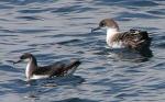 Manx Shearwater - Bird Species | Frinvelis jishebi | ფრინველის ჯიშები