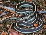 Thamnophis elegans elegans - Mountain Gartersnake - Snake Species | Gveli | გველი