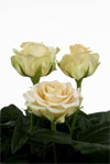 Island Sands - Rose Varieties | VARDI |  ვარდი                                                                                                                