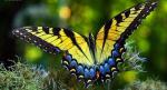 Swallowtail | Butterfly species