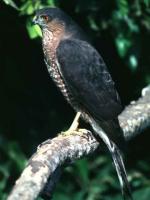 Sharp-shinned Hawk - Bird Species | Frinvelis jishebi | ფრინველის ჯიშები