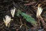 Tremellodendropsis tuberosa - Fungi Species | sokos jishebi | სოკოს ჯიშები