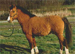 Bashkir Curly | Horse | Horse Breeds