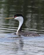 Western Grebe - Bird Species | Frinvelis jishebi | ფრინველის ჯიშები