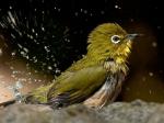 Japanese White-eye - Bird Species | Frinvelis jishebi | ფრინველის ჯიშები