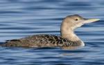 Yellow-billed Loon - Bird Species | Frinvelis jishebi | ფრინველის ჯიშები
