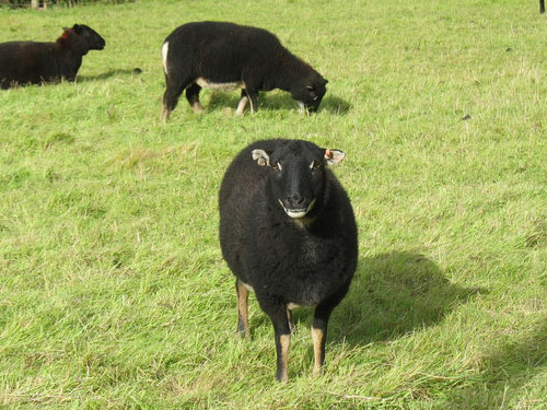 Badger Face Welsh Mountain.  Birka - Juh - Juhfajták