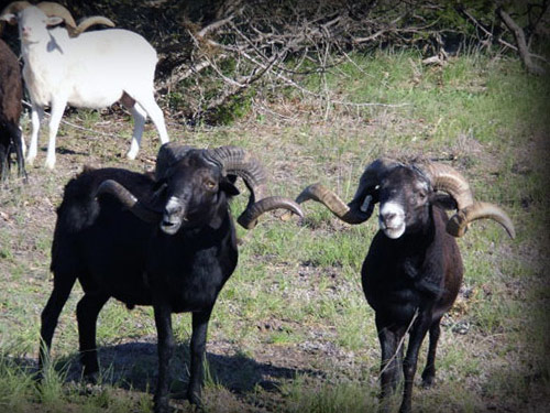 Hawaiian negru  oaie - Rase de ovine