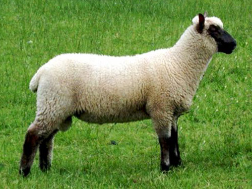 Clun Forest  oaie - Rase de ovine
