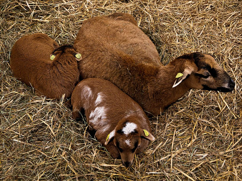 Coburg  oaie - Rase de ovine