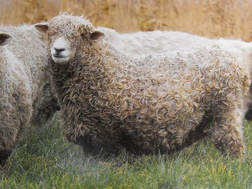 דבון וקורנוול Longwool  כבש - גזעי כבשים
