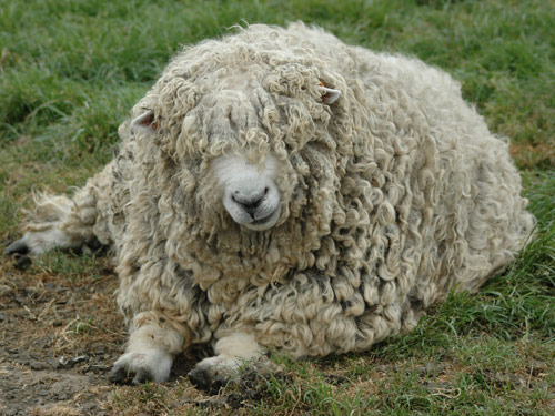 דבון וקורנוול Longwool  כבש - גזעי כבשים