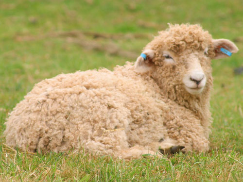 דבון וקורנוול Longwool  כבש - גזעי כבשים