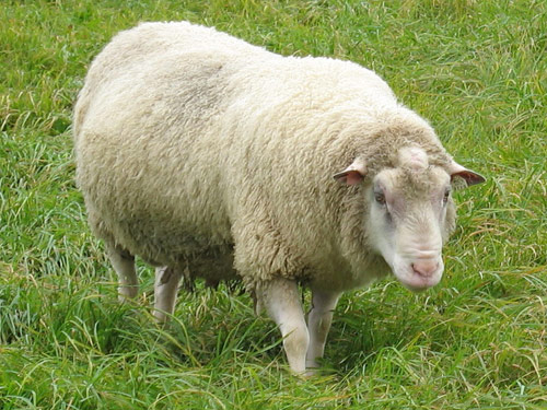 Finnsheep  כבש - גזעי כבשים
