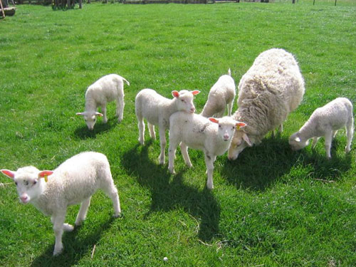 Finnsheep  כבש - גזעי כבשים