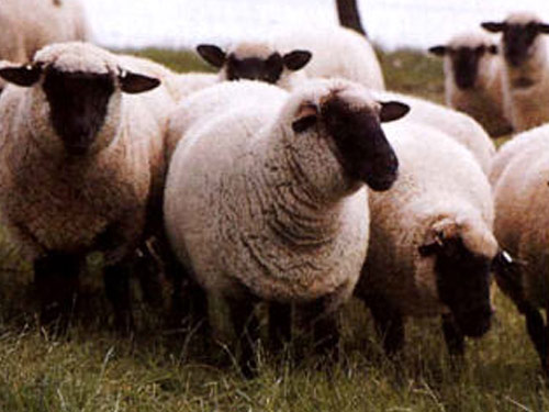 German Blackheaded Mutton  Birka - Juh - Juhfajták