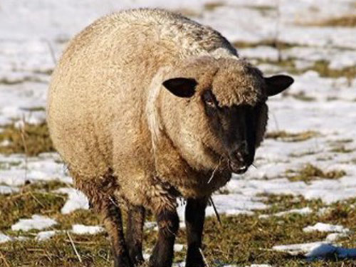 German Blackheaded Mutton  Birka - Juh - Juhfajták