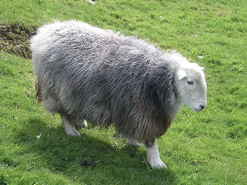 Herdwick  כבש - גזעי כבשים