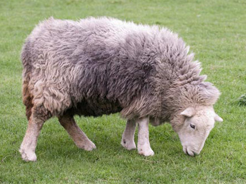 Herdwick  כבש - גזעי כבשים