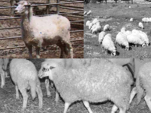 Imroz (Gökçeada)  Birka - Juh - Juhfajták