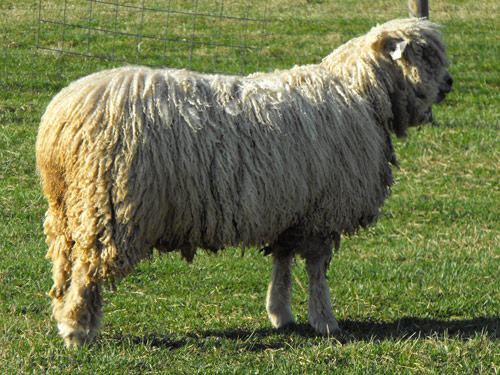 Leicester Longwool (în engleză Leicester, Leicester)  oaie - Rase de ovine