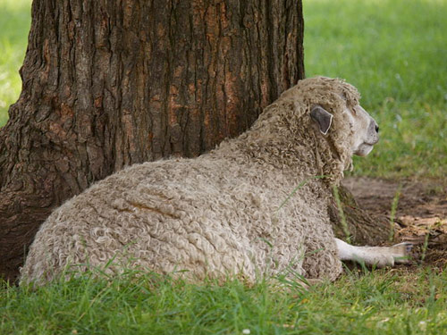 לסטר Longwool (אנגלית לסטר, לסטר)  כבש - גזעי כבשים