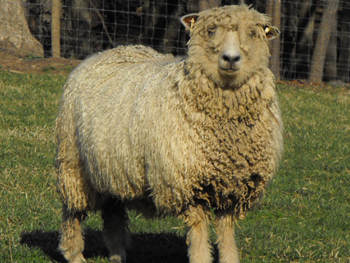 英國萊斯特，：萊斯特Longwool（萊斯特）  羊 - 品種羊