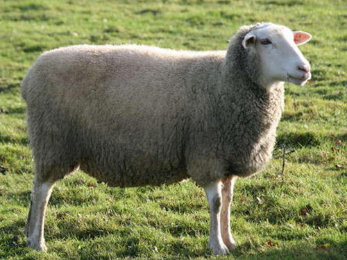 Leine (Leineschaf) oaie - Rase de ovine