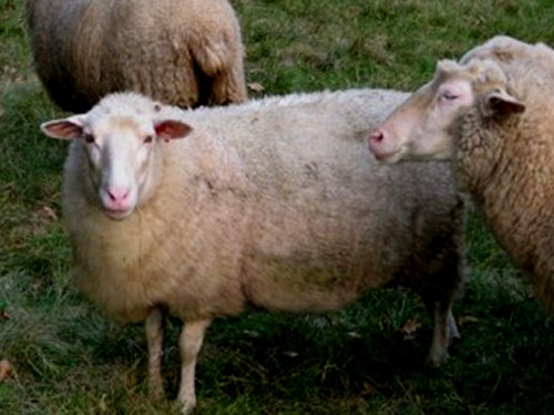 Leine (Leineschaf)  Birka - Juh - Juhfajták