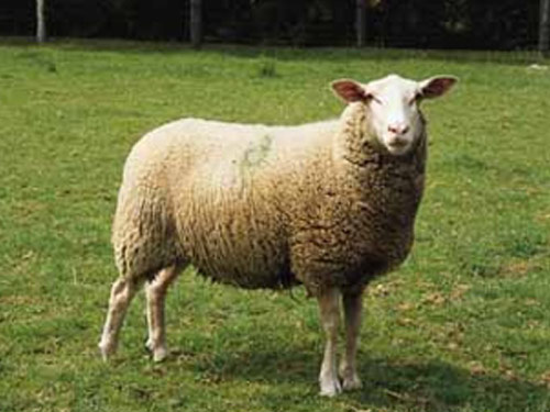 Leine (Leineschaf)  Birka - Juh - Juhfajták