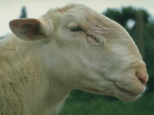 limuzină  oaie - Rase de ovine