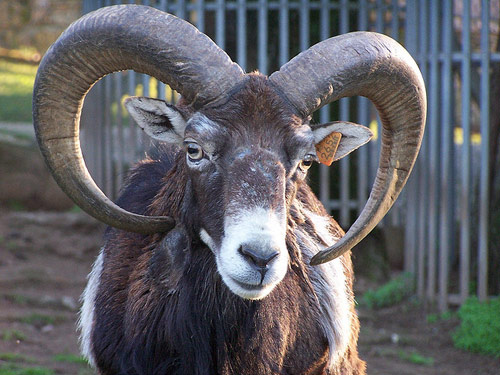 Mouflon  כבש - גזעי כבשים