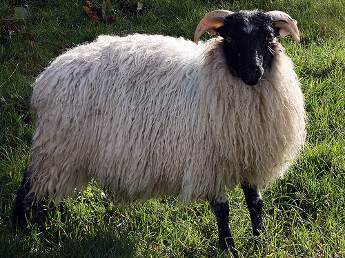 Norfolk Horn Birka - Juh - Juhfajták