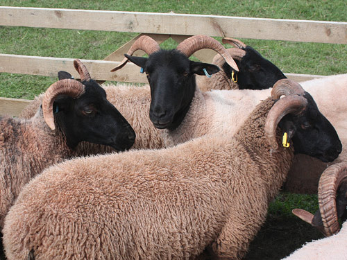 Norfolk Horn  Birka - Juh - Juhfajták