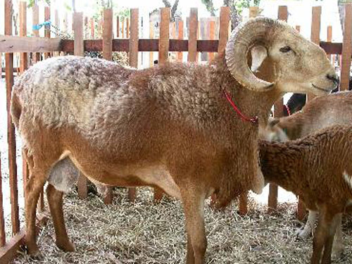 Rabo Largo Birka - Juh - Juhfajták