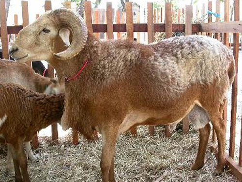 Rabo Largo  Birka - Juh - Juhfajták