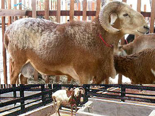 Rabo Largo  oaie - Rase de ovine